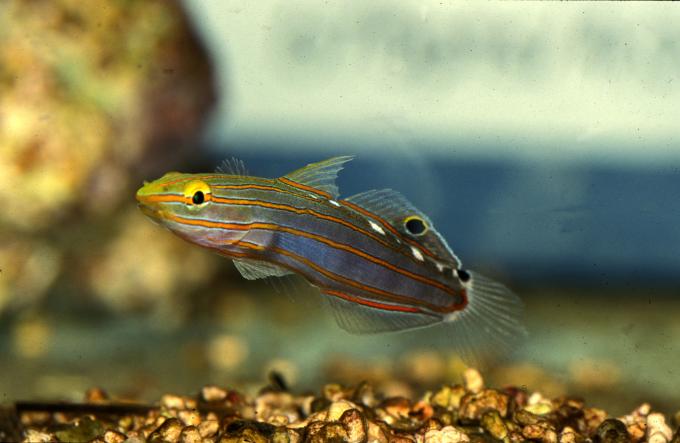 image Gobio (Amblygobius sp.)