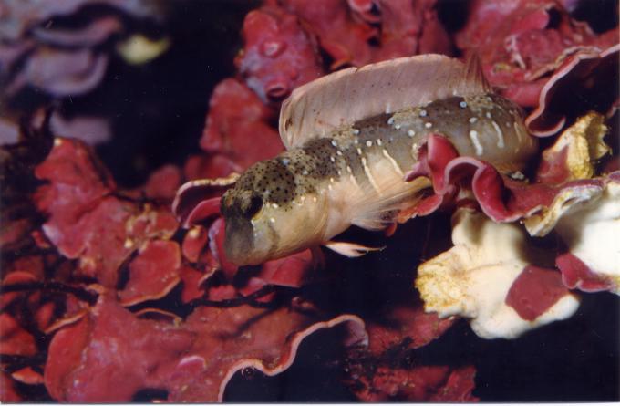 image Blenio Mediterráneo (Blénidos)