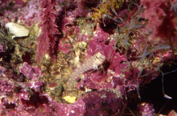 image Blenio Mediterráneo (Blénidos)