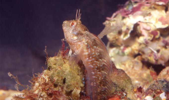 image Blenio Mediterráneo (Blénidos)