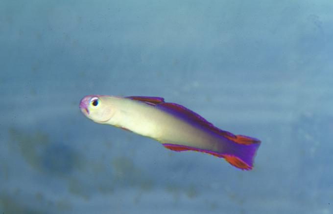 image Pez dardo decorado (Nemateleotris decora)