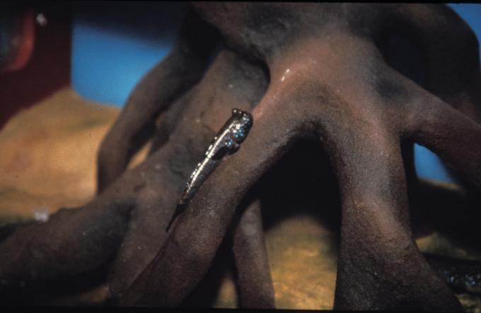 image Saltarín del fango (Periophthalmus sp.)