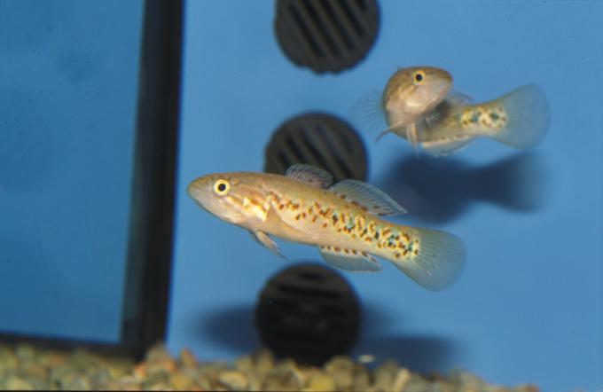 image Gobio salobre (Mogurna sp.)