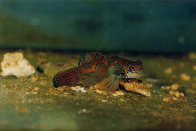 image Pez mandarín (Pterosynchiropus sp.)