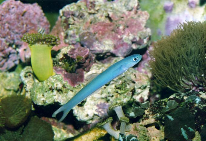 image Pez dardo (Ptereleotris sp.)