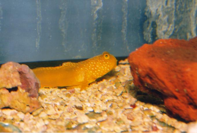 image Gobio limón (Cryptocentrus sp.)