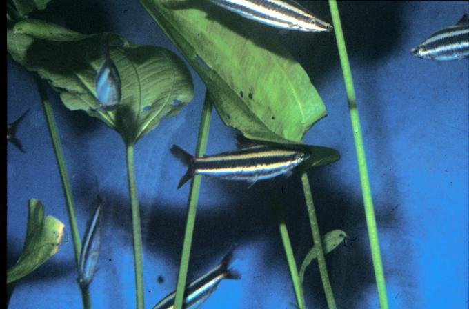 image Anostomo (Anostomus sp.)