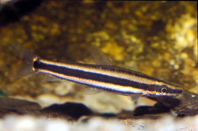 image Anostomo (Anostomus sp.)