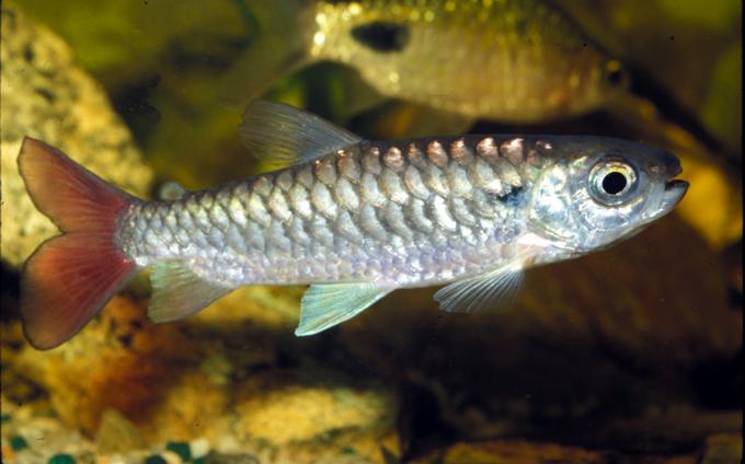 image Tetra (Chalceus sp.)