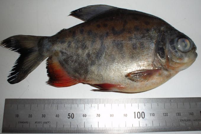image Piraña (Colossoma sp.)