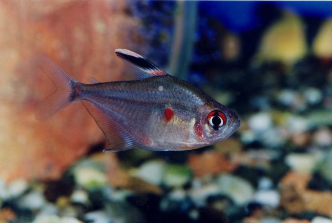 image Corazón sangrante (Hyphessobrycon erythrostigma)