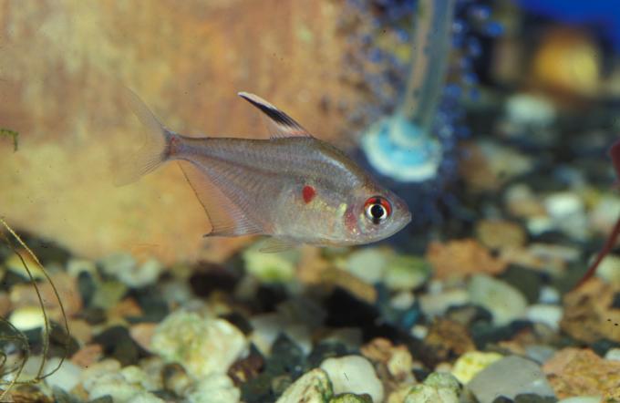 image Tetra de Corazón sangrante (Hyphessobrycon erythrostigma)
