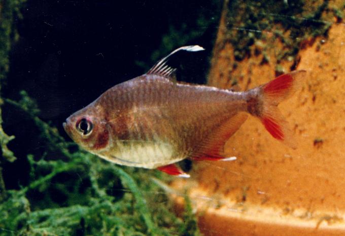 image Tetra rosado (Hyphessobrycon bentosi)
