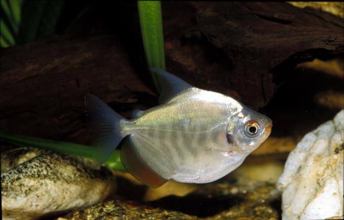 image Pez dolar (Metynnis sp.)