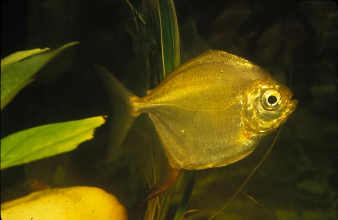 image Pez dolar (Metynnis sp.)