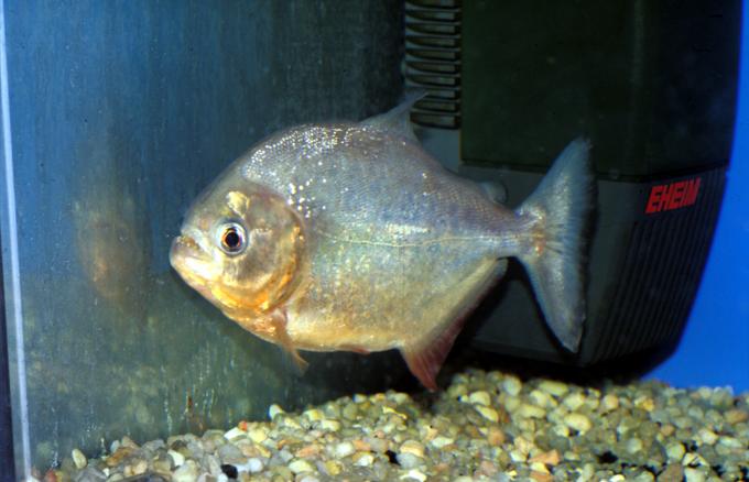 image Piraña (Serrasalmus sp.)