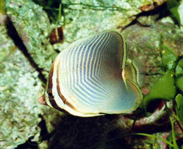image Pez mariposa (Chaetodon baronesa)