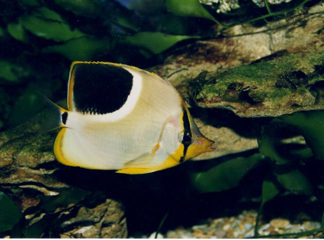 image Pez mariposa ensillado (Chaetodon ephippium)