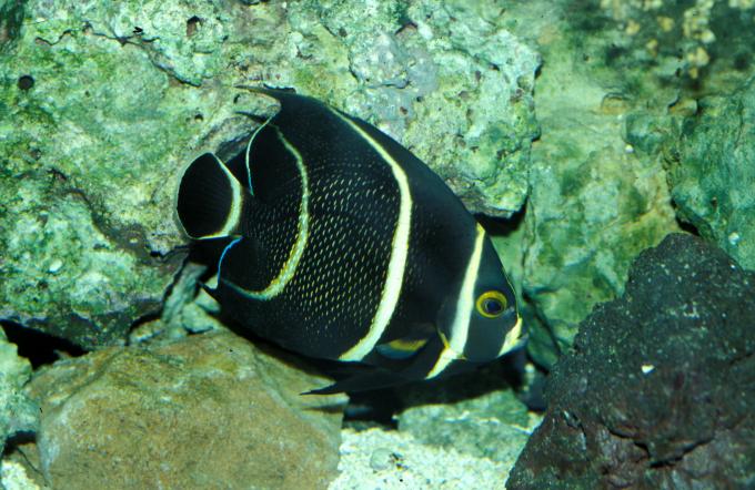 image Pez ángel francés (Pomacanthus paru)