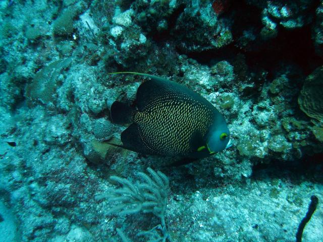 image Pez ángel (Pomacanthus paru)