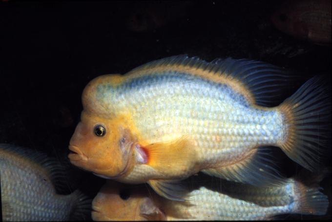 image Cíclido sudamericano (Cichlasoma citrinellum)