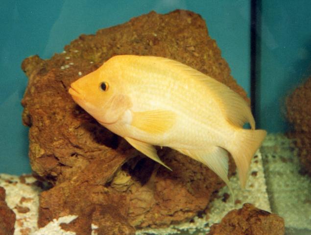 image Cíclido sudamericano (Cichlasoma citrinellum)