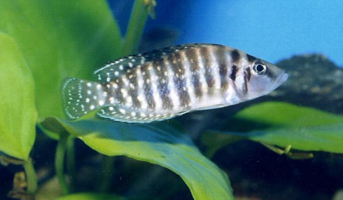 image Cíclido africano (Astalolamprolobus calvus)