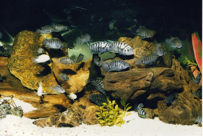 image Cíclido cebra (Cichlasoma nigrofasciatum)