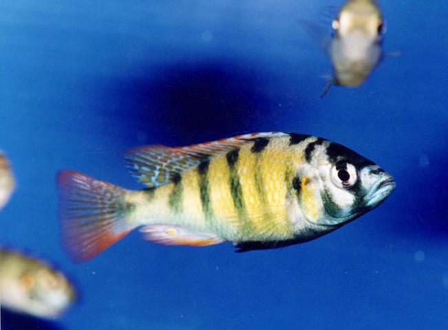 image Cíclido africano (Ciclidos)