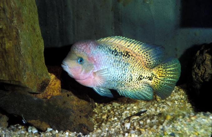 image Cíclido sudamericano (Cichlasoma sixpilum)