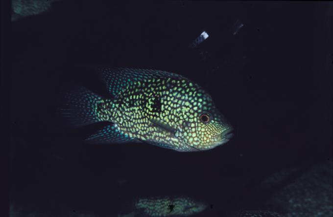 image Cíclido Texas (Cichlasoma cyanoguttatum)