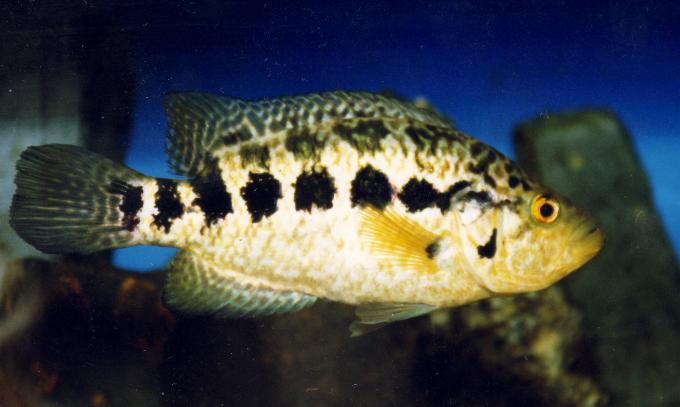 image Cíclido jaguar (Cichlasoma managuense)