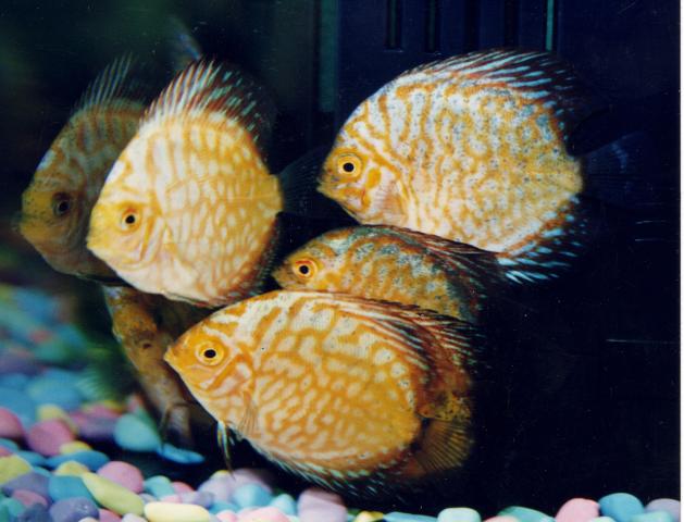 image Pez disco (Symphysodon sp.)