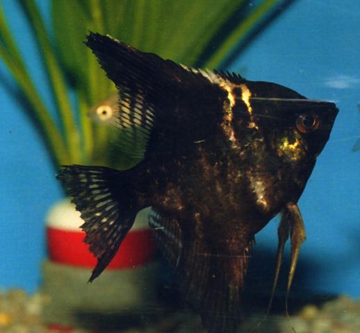 image Escalar (Pterophyllum scalare)