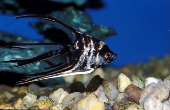 image Escalar (Pterophyllum scalare)