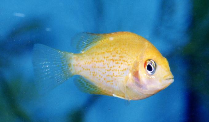 image Cíclido asiático (Etroplus sp.)