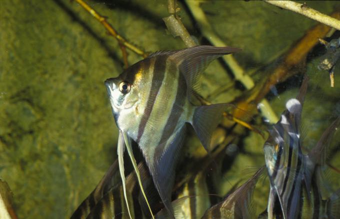 image Escalar alto (Pterophyllum altum)