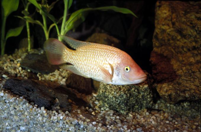 image Tilapia (Thylapia sp.)