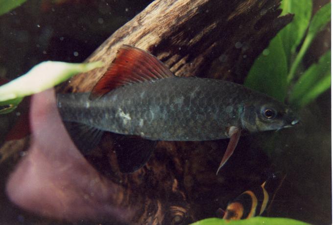 image Tiburón de aletas rojas (Labeo sp.)