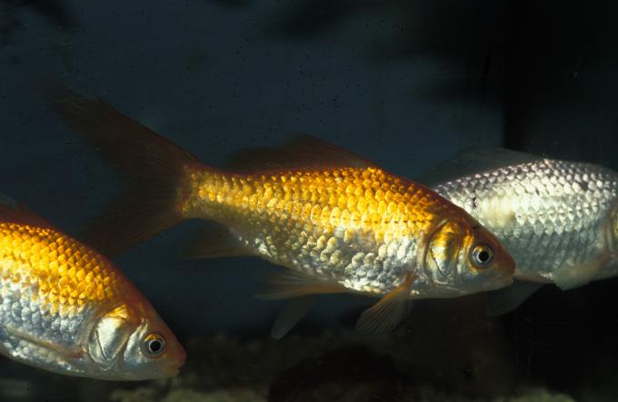 image Cometa (Carassius auratus)