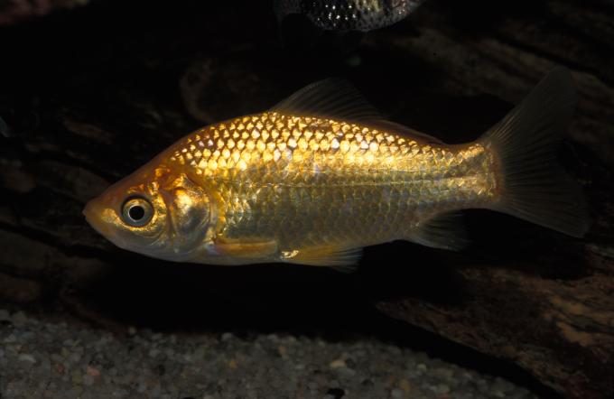 image Cometa (Carassius auratus)