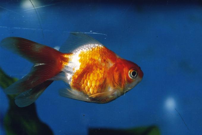 image Goldfish (Carassius auratus)