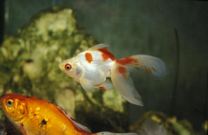 image Ryukin (Carassius auratus)