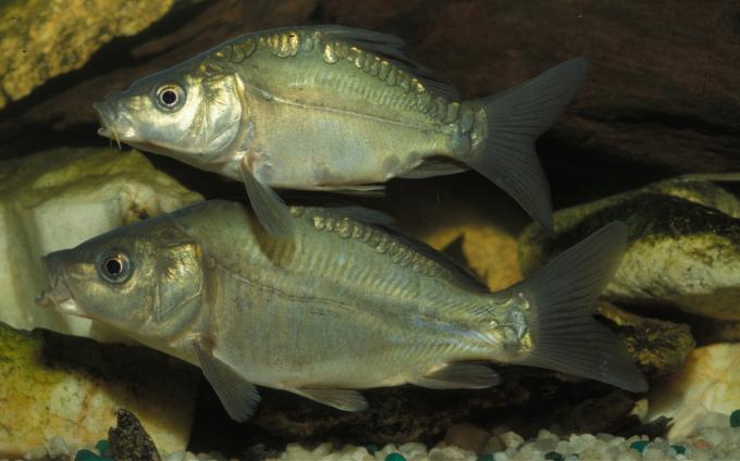 image Carpa (Cyprinus carpio)