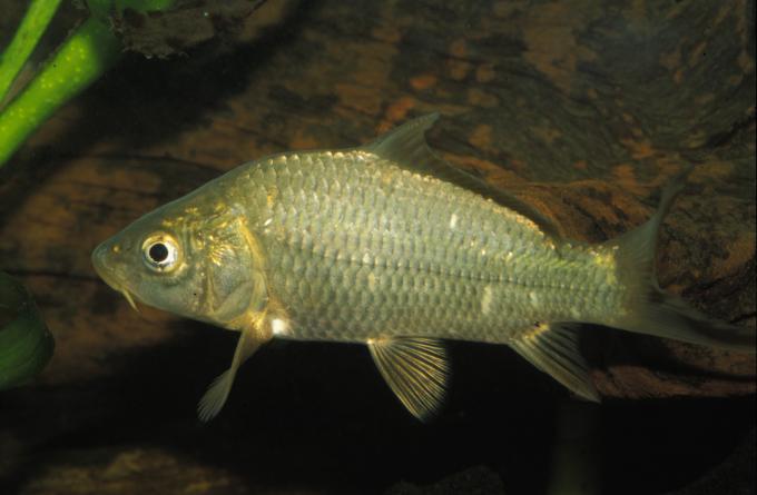 image Carpa (Cyprinus carpio)