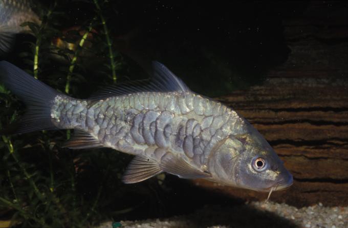 image Carpa (Cyprinus carpio)