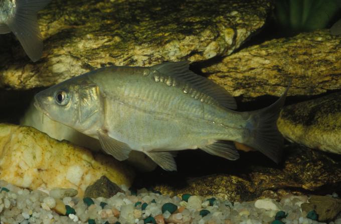 image Carpa (Cyprinus carpio)