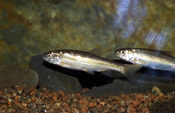 image Bermejuela (Chondrostoma arcasii)