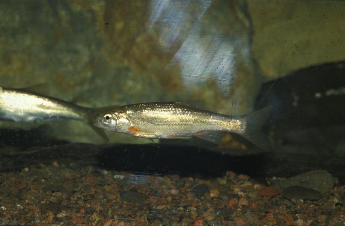 image Ciprínido (Chondrostoma sp.)