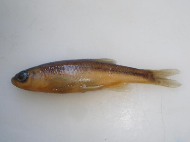 image Ciprínido (Chondrostoma sp.)